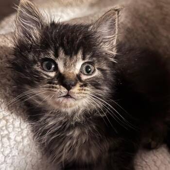 Domestic Short Hair Cats Available for Adoption in Lufkin, Texas - Noodle | PetCurious