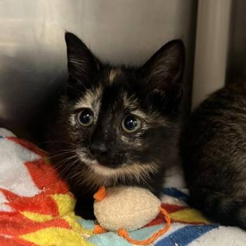 Voyageur -  Domestic Short Hair Cat for Adoption in Mentor, Ohio - Voyageur | PetCurious