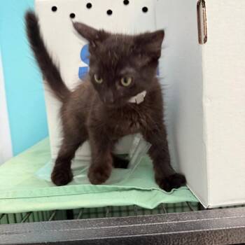 Jackson -  Domestic Medium Hair Cat for Adoption in Hawthorne, California - Jackson | PetCurious