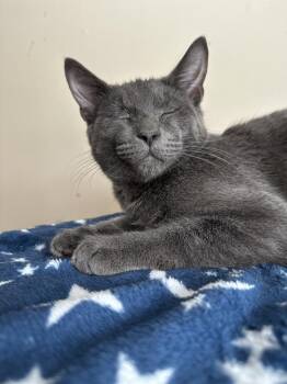 Russian Blue Cats Available for Adoption - Eepy | PetCurious