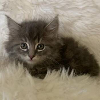Tabby Cats Available for Adoption - Izze | PetCurious