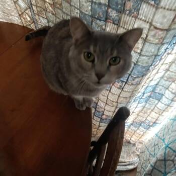 Emma -  Domestic Short Hair Cat Available for Adoption in Rochester, Minnesota - Emma | PetCurious