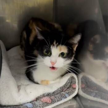 Nubs -  Domestic Short Hair Cat for Adoption in Newcastle, Oklahoma - Nubs | PetCurious