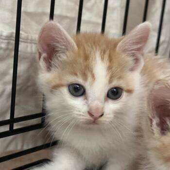 Allison -  Domestic Short Hair Cat for Adoption in Lynchburg, Virginia - Allison | PetCurious