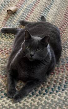Milton -  Russian Blue Cat for Adoption in Los Angeles, California - Milton | PetCurious