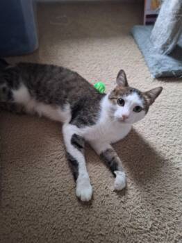 Rescue Domestic Short Hair Cats for Adoption in Powdersville, South Carolina - Roger (SA) | PetCurious