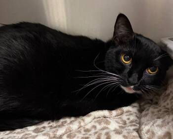 Domestic Short Hair Cats Available for Adoption in Ocala, Florida - Chloe | PetCurious