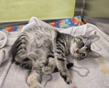 Dottie -  Domestic Short Hair Cat for Adoption in Dickson, Tennessee - Dottie | PetCurious