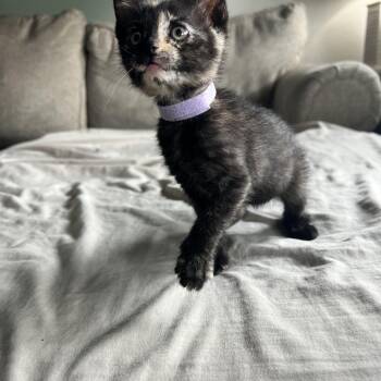 Domestic Short Hair Cats Available for Adoption in Bryan, Texas - Cheerios | PetCurious