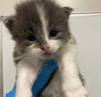 Bluey -  Domestic Short Hair Cat for Adoption in Winnipeg, Manitoba - Bluey | PetCurious