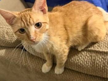 Cheetoh -  Domestic Short Hair Cat for Adoption in Liverpool, Texas - Cheetoh | PetCurious