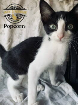 Rescue Domestic Short Hair Cats for Adoption in Riverside, California - Popcorn | PetCurious