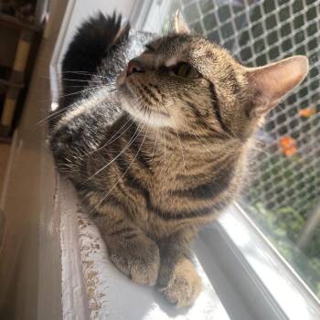 Charlotte -  Domestic Short Hair Cat for Adoption in Fall River, Massachusetts - Charlotte | PetCurious