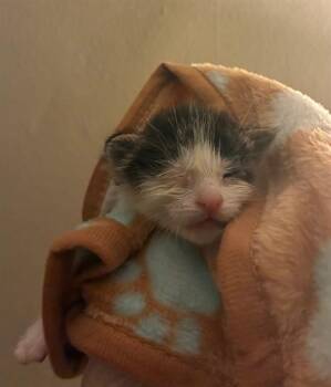 Domestic Short Hair Cats Available for Adoption in Riverside, California - GANDALF | PetCurious