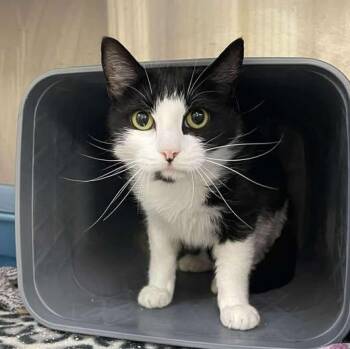 RavenPaw -  Domestic Short Hair Cat for Adoption in Winthrop, Maine - RavenPaw | PetCurious
