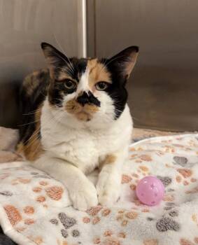 Cessna -  Domestic Short Hair Cat for Adoption in Scottsdale, Arizona - Cessna | PetCurious