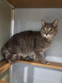 JACK -  Domestic Short Hair Cat for Adoption in Westminster, Maryland - JACK | PetCurious