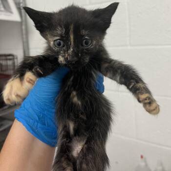 Monet -  Domestic Short Hair Cat for Adoption in Edinburg, Texas - Monet | PetCurious