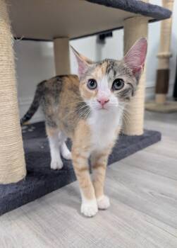 April -  Domestic Short Hair Cat for Adoption in Palm Harbor, Florida - April | PetCurious