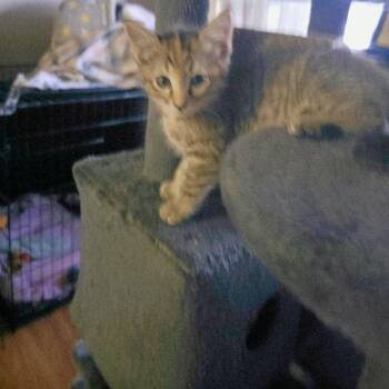Star -  Domestic Short Hair Cat for Adoption in Manhattan, Kansas - Star | PetCurious