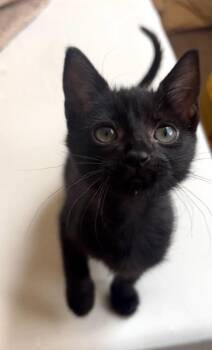 Nairobi -  Domestic Short Hair Cat for Adoption in Tucson, Arizona - Nairobi | PetCurious