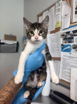 Spot -  Domestic Short Hair Cat for Adoption in Bolivar, Missouri - Spot | PetCurious