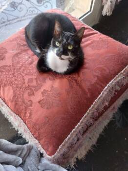 Tuxedo Cats Available for Adoption in Newmarket, Ontario - Tooty  | PetCurious