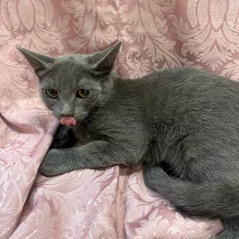 Tide -  Domestic Short Hair Cat for Adoption in Brea, California - Tide | PetCurious