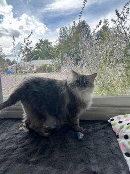 Millie -  Domestic Long Hair Cat for Adoption in Sandy, Utah - Millie | PetCurious