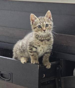 Domestic Short Hair Cats Available for Adoption in Gainesville, Florida - Bert | PetCurious