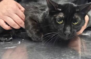 Rescue Domestic Short Hair Cats for Adoption in Hillsdale, Indiana - Casper | PetCurious