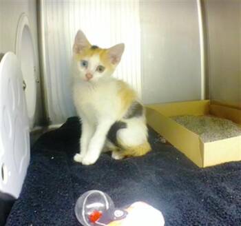 DIJON MUSTARD -  Domestic Short Hair Cat for Adoption in Omaha, Nebraska - DIJON MUSTARD | PetCurious