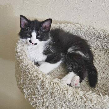 Jasper -  Domestic Short Hair Cat for Adoption in Lewisville, Texas - Jasper | PetCurious