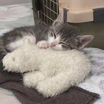 Skittles -  Domestic Short Hair Cat for Adoption in La Grange, Kentucky - Skittles | PetCurious