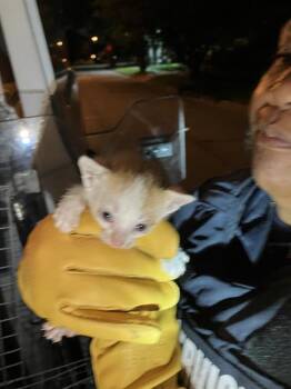 Domestic Short Hair Cats Available for Adoption in Dallas, Texas - VICTOR | PetCurious