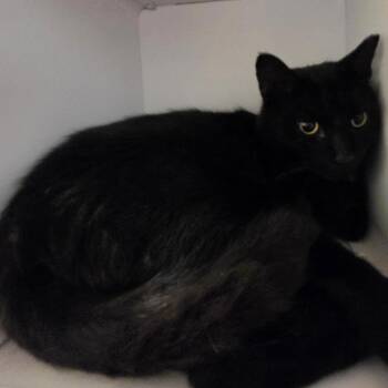 Thunder -  Domestic Short Hair Cat for Adoption in Briarcliff Manor, New York - Thunder | PetCurious