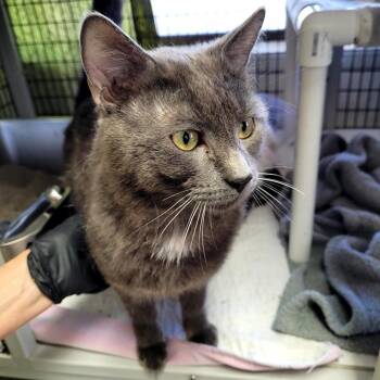 Smoke -  Domestic Short Hair Cat for Adoption in Belfair, Washington - Smoke | PetCurious