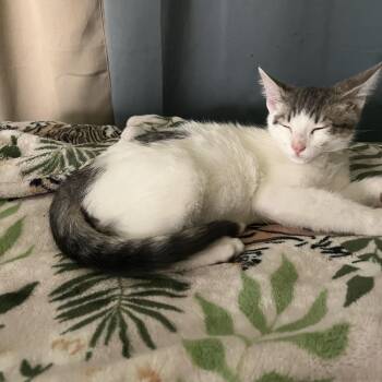 Ford with Minerva -  Domestic Short Hair Cat for Adoption in Silverton, Oregon - Ford With Minerva | PetCurious