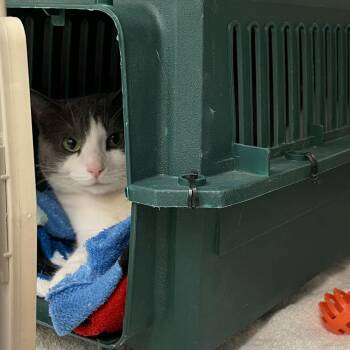 Ace - Career Cat -  Domestic Short Hair Cat for Adoption in Enfield, New Hampshire - Ace - Career Cat | PetCurious