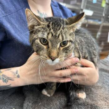 Odyssey -  Domestic Short Hair Cat for Adoption in Madison, Wisconsin - Odyssey | PetCurious