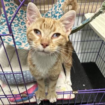 Domestic Short Hair Cats Available for Adoption - Dice | PetCurious