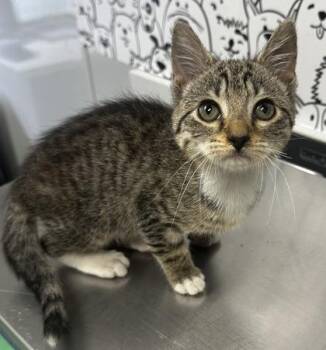 06986B Nikki -  Domestic Short Hair Cat for Adoption in North Charleston, South Carolina - 06986B Nikki | PetCurious