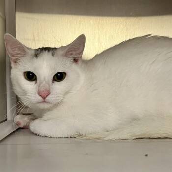 CLOUD -  Domestic Short Hair Cat for Adoption in St. Louis, Missouri - CLOUD | PetCurious