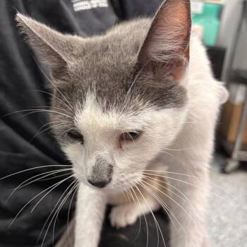 Betty Booper -  Domestic Short Hair Cat for Adoption in Des Moines, Iowa - Betty Booper | PetCurious