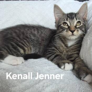 Kendall Jenner -  Domestic Medium Hair Cat for Adoption in Matteson, Illinois - Kendall Jenner | PetCurious