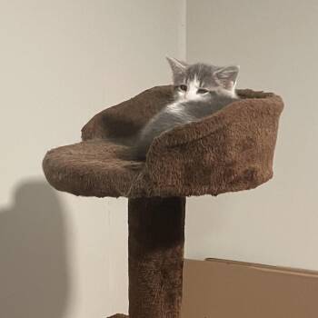 Domestic Short Hair Cats Available for Adoption in Granville, Ohio - Brenco | PetCurious