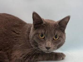 Shadow -  Domestic Medium Hair and Domestic Short Hair Cat for Adoption in Golden Valley, Minnesota - Shadow | PetCurious