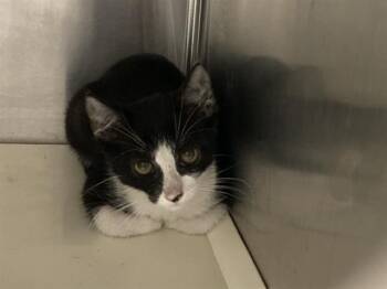 AJ STYLES -  Domestic Short Hair Cat for Adoption in Tustin, California - AJ STYLES | PetCurious