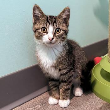 Paxil -  Domestic Short Hair Cat for Adoption in Falls Church, Virginia - Paxil | PetCurious