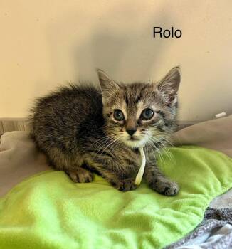 Rolo -  Tabby and Domestic Short Hair Cat Available for Adoption in Buford, Georgia - Rolo | PetCurious